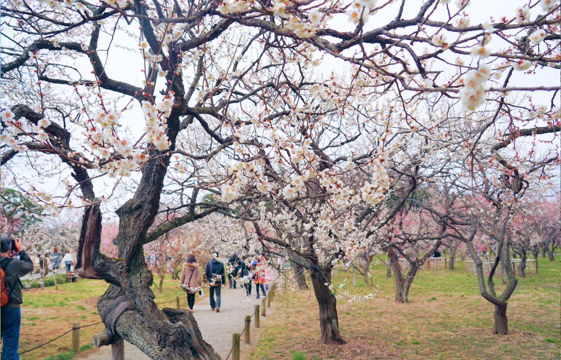 偕楽園の梅まつり