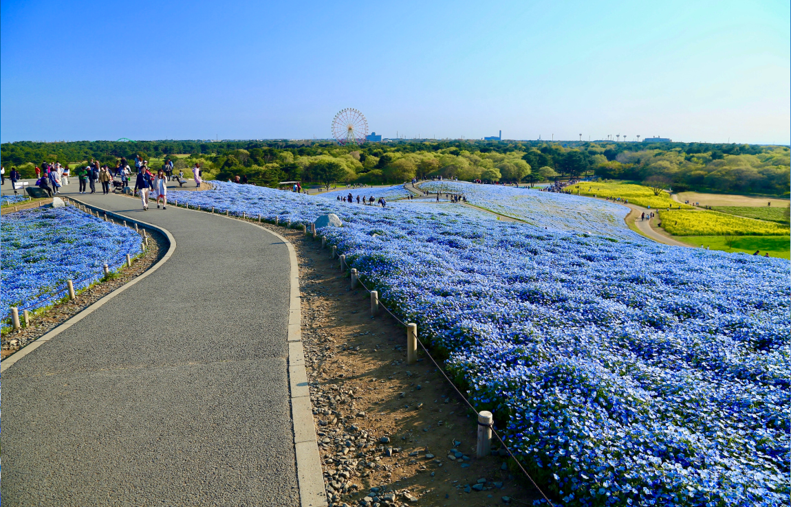 多彩なイベントが織りなす茨城の魅力
